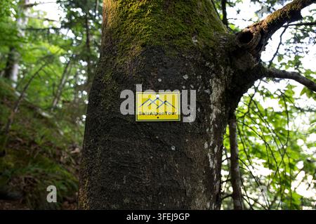 Bad Goisern, Austria - 13 luglio 2026: Adesivo indicatore giallo della SalzAlpenTour attaccato a una corteccia muschiosa su un sentiero boschivo del Predigstuhl. Foto Stock