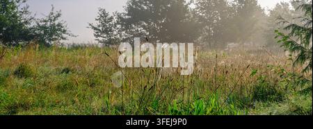 Foto panoramica di un bellissimo paesaggio nebbioso: un campo nebbioso con erbe e una ragnatela durante l'estate indiana, Lingen, Emsland, Germania Foto Stock