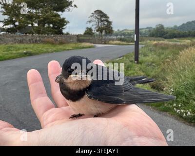 Ghiandaia giovane (Hirundo rustica) che riposa su una mano. Foto Stock