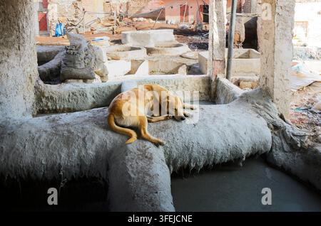 Conceria nella medina di Marrakesh. Un cane addormentato sul bordo di una vasca per la concia e la tintura. sullo sfondo, vasche in pietra incastonate nel terreno. Foto Stock