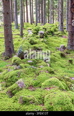 Muro di pietra ricoperto di muschio verde in una foresta Foto Stock