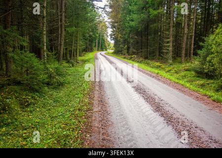 Strada di ghiaia vuota in una foresta di abeti Foto Stock