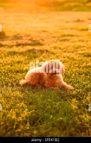 Adorabile cane Maltipoo in miniatura sdraiato su un rigoglioso prato estivo bagnato dalla calda luce del tramonto nel parco. Stile di vita animale all'aperto pacifico, bel cane di razza pura Foto Stock