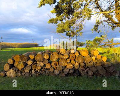 Pila di legna ammucchiata sotto un albero in un campo verde, Gers, Saint Georges, Francia Foto Stock