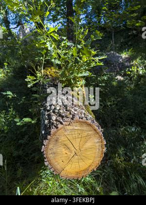 Sezione trasversale di un tronco di quercia abbattuto che mostra i suoi anelli di crescita tra il sottobosco della foresta, Gers, Saint Georges, Francia Foto Stock