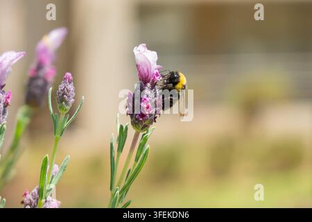 Primo piano dettagliato del profilo di un bombus terrestris che mangia nettare su un fiore di lavanda spagnola viola in fiore Foto Stock