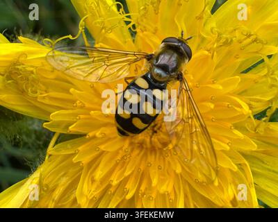 Moscerino che si nutre su un fiore selvatico giallo, mostrando comportamento di impollinatore e dettaglio delle ali. Foto Stock