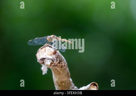 Libellula comune femmina (Sympetrum striolatum) appollaiata su un ramo strutturato, primo piano macro di profilo su uno sfondo verde pulito Foto Stock