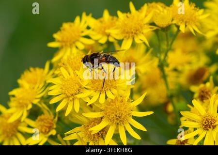 Mosca drone comune femmina (Eristalis tenax) che si nutre di fiori di centaurea gialla, Norfolk, Regno Unito Foto Stock