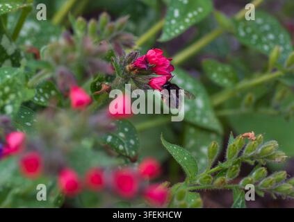 Un'ape femmina dalle zampe pelose (Anthophora plumipes) che si nutre di un fiore di polmonaria (Pulmonaria) rosato-rossastro Foto Stock