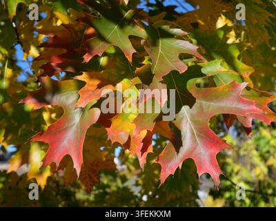 Foglie autunnali colorate di quercia rossa del nord (Quercus rubra) in Colorado Foto Stock