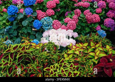 Fiori di ortensia in fiore in un giardino colorato Foto Stock