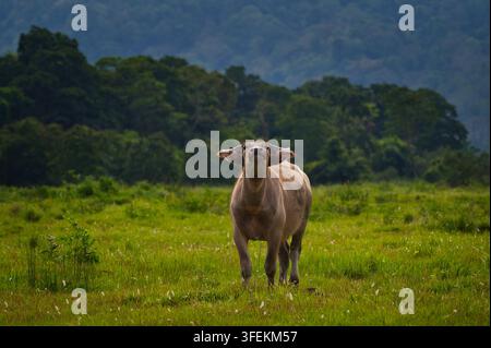 Vitello curioso di bufalo d'acqua selvatico (Bubalus arnee) nel Parco Nazionale di Kaziranga, Assam, India. Foto Stock