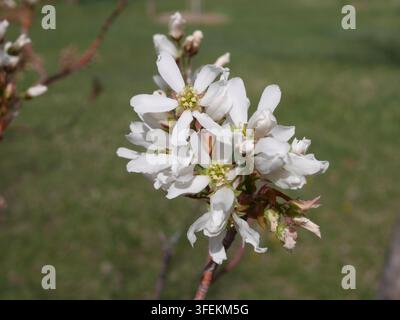 Fiori bianchi primaverili del Serviceberry Brillante d'Autunno (Amelanchier x grandiflora) in Colorado Foto Stock