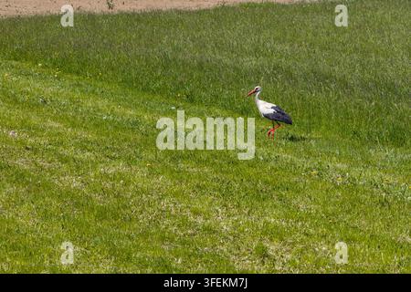 Una cicogna bianca cammina attraverso un prato verde in Europa durante il giorno. L'uccello selvatico cerca cibo nel suo habitat naturale. Foto Stock