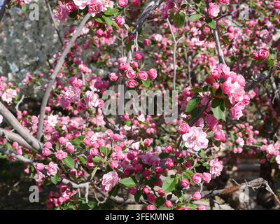 Abbondanti fiori rosa e boccioli sul melo Brandywine (Malus 'Brandywine') in primavera, Colorado Foto Stock