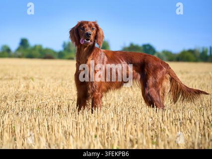 Ritratto di un cane di razza Irish Red Setter con pelo castano. Il cane è in piedi nel campo. Passeggiata con un cane da caccia fuori città. Foto Stock