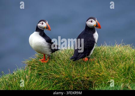 Due fraticelli atlantici - Fratercula arctica Foto Stock