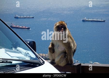 Scimmia berbera (Macaca sylvanus) che riposa su una ringhiera alla Roccia di Gibilterra lungo il Mar Mediterraneo allo Stretto di Gibilterra Foto Stock