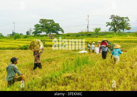 Indonesia - 31 agosto 2026: Vista di contadini che raccolgono riso in un campo, con un lavoratore che porta un fascio di raccolto sulla testa, vestito in modo tradizionale Foto Stock