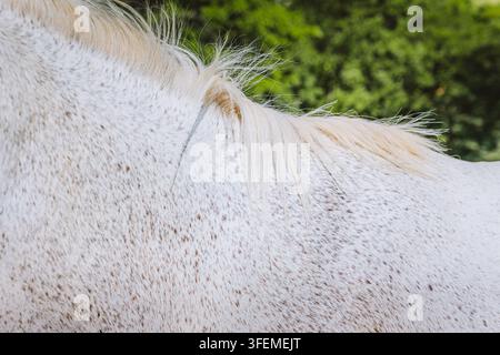 Primo piano del collo di un cavallo bianco maculato e della sua criniera bionda fluente contro una vegetazione lussureggiante. Foto Stock