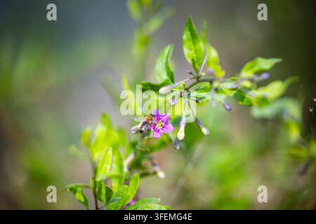 Un'ape indaffarata impollina un fiore viola vibrante su un ramo verde e frondoso con germogli teneri in un ambiente naturale, un momento sereno della fauna selvatica all'aperto di un insetto Foto Stock