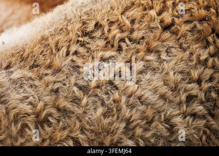 Macro close-up della texture della lana di pecora marrone rossiccia con fibre ricci dense dai toni caldi, materiale naturale. Foto Stock
