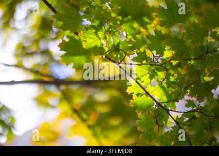 Foglie di acero verde brillante che catturano la luce soffusa del sole sui rami degli alberi Foto Stock
