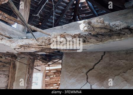 Vista ravvicinata che guarda verso l'alto di una trave di legno gravemente marcia nell'interno di un edificio abbandonato in rovina con pareti in intonaco crepate. Foto Stock