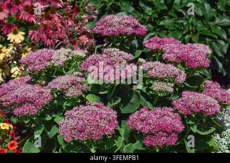 Prima vista di grappoli di fiori di Sedum rosa vivace che sbocciano in un'aiuola del giardino soleggiata Foto Stock