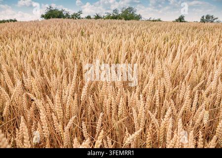 Coltura di grano dorato che cresce in un vasto campo agricolo, pronta per la raccolta Foto Stock