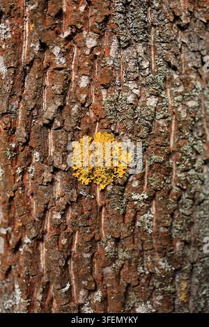 Lichene giallo che cresce su una corteccia di albero marrone strutturata, dettaglio naturale in primo piano. Foto Stock