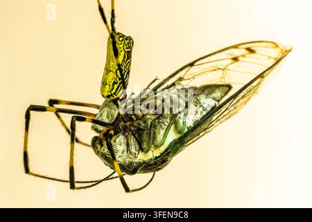 Ragno Joro (Trichonephila clavata) con una cicala catturata. (USA) Foto Stock