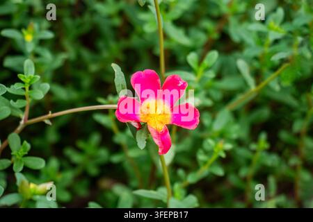 Fiore di rosa muschio magenta brillante con centro giallo che risplende su uno sfondo sfocato di foglie verdi in una scena naturale da giardino alla luce del giorno all'aperto. Foto Stock
