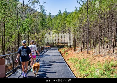 Famiglia che passeggia con i suoi cani su un sentiero rialzato attraverso una sezione boschiva dello Skywalk a Tamworth, Australia. Foto Stock