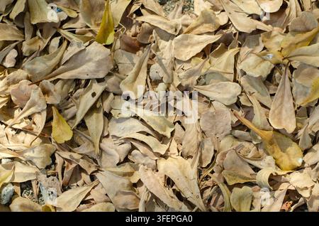 Foglie secche che coprono il terreno nella stagione autunnale Foto Stock