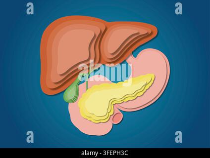Illustrazione del fegato (marrone), dello stomaco (rosa), del pancreas (giallo) e della cistifellea (verde). Foto Stock