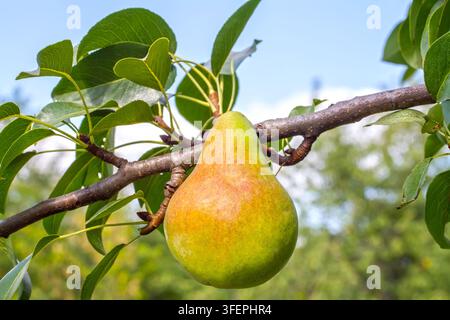 Una grande pera su un ramo di un pero in giardino. Pera naturale matura nel frutteto Foto Stock