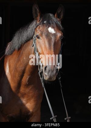 Bay Trakehner cavallo con briglia di classic Foto Stock