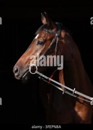 Bay Trakehner cavallo con briglia di classic Foto Stock
