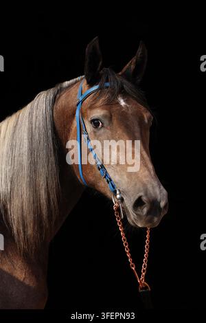 Cavallo Trakehner morello con briglia classica in una scura stalla Foto Stock