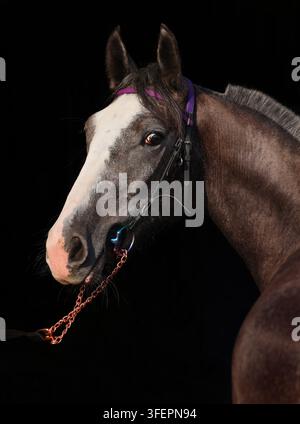 Cavallo Trakehner morello con briglia classica in una scura stalla Foto Stock