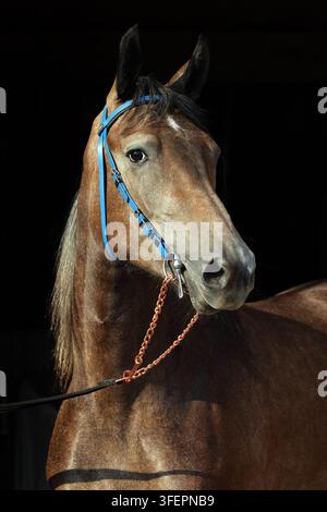 Cavallo Trakehner morello con briglia classica in una scura stalla Foto Stock