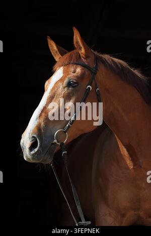 Cavallo Trakehner baio con briglia classica in stalla buia Foto Stock