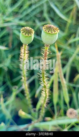 Close-up minimalista di un delicato tarassaco su uno sfondo naturale ad altissimo contrasto in Svizzera. Il contrasto marcato enfatizza Foto Stock