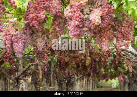 Uve rosse mature appese alle viti in un vigneto Foto Stock