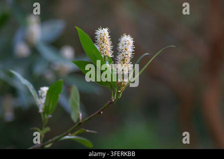 I racemi fioriti di un albero di lauro ceraso in fiore in primavera, in Inghilterra. Foto Stock