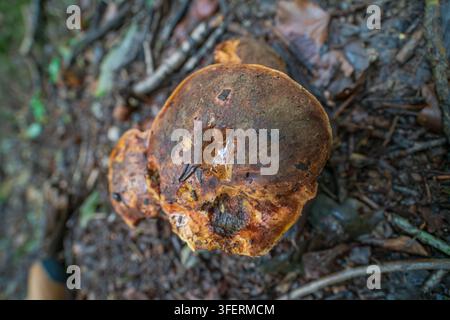 Un primo piano dettagliato rivela i cappelli di un piccolo gruppo di Boleti scarlatti, Neoboletus luridiformis, annidati nel bosco umido. Foto Stock