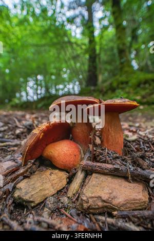 Una vista macro dettagliata cattura un piccolo gruppo di Boleti scarlatti (Neoboletus luridiformis) che emergono da un tappeto di foglie umide. Foto Stock