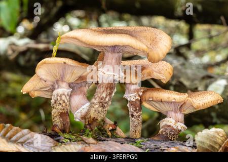 Funghi miele che crescono in gruppo su un tronco muschioso, mostrando i loro cappelli e gambi ruvidi, circondati da foglie d'autunno cadute nel ricco ecosistema Foto Stock
